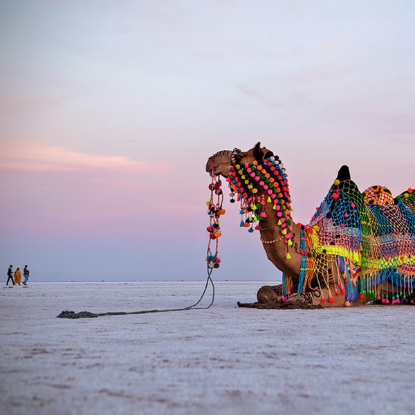 LION AND RANN OF KUTCH TOUR.jpg